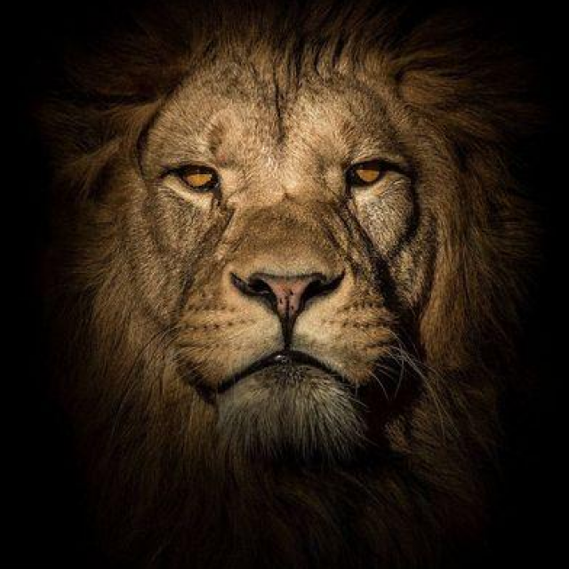 How Moving Averages Can Help You “Be The Lion” When You Trade