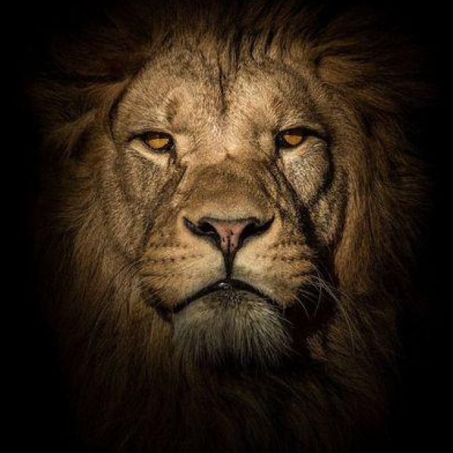 How Moving Averages Can Help You “Be The Lion” When You Trade